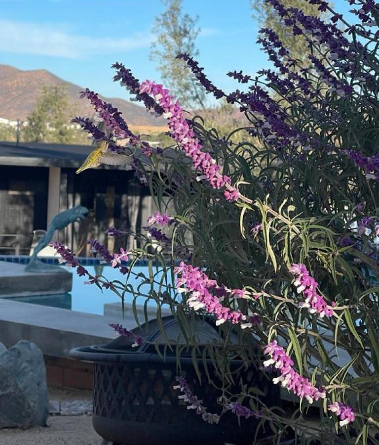 Finca Cazosa Valle de Guadalupe Extérieur photo